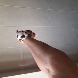 Chihuahua macho bolso