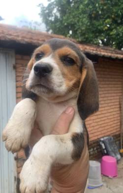 Beagle C/ Pedigree 13 Polegadas
