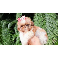Filhotes de SHIH-TZU maravilhosos em Curitiba