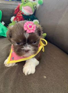 Filhote Shih Tzu F�mea Linhagem Chocolate