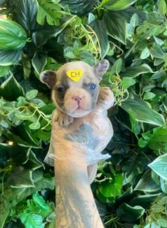 Bulldog Frances Macho Na Cor Branco E Blue Nasceu Dia 28/04