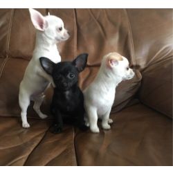 Realojamento de cachorros Chihuahua