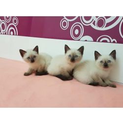 Filhotes de gatos da raa siams