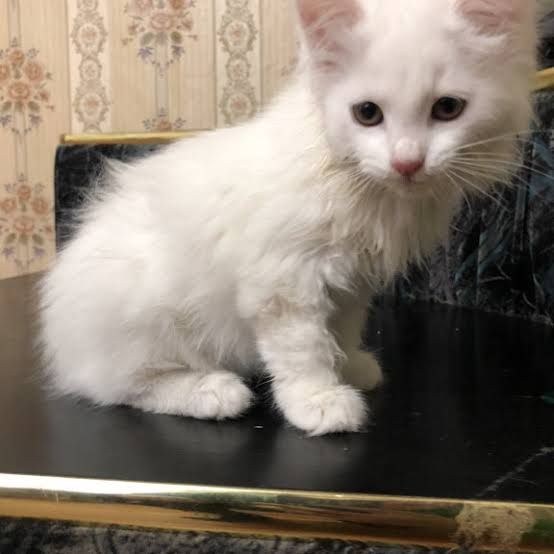 Filhotes de angor� turco