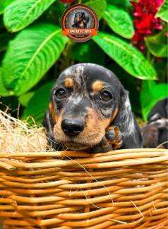 Filhote De Dachshund Kaninchen