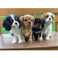 PRONTO Restam apenas Cachorros Cavalier King Charles