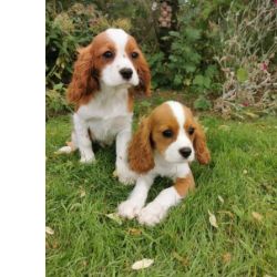 PRONTO Restam apenas Cachorros Cavalier King Charles