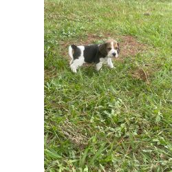 MINI BEAGLES CRIADOS POR MDICA VETERINRIA VOC S ENCONTRA AQUI CES LINDOS E MUITO SAUDVEIS