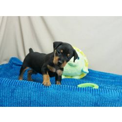 Cachorros Pinscher Miniatura de raa pura