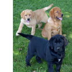 Cachorros Labrador raa completa