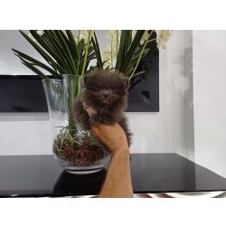 Spitz Alemo Ano ou Lulu da Pomernia  FEMEA BLUE TEA CUP com LOP e AFIXO