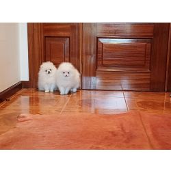 Spitz Alemo Ano ou Lulu da Pomernia BRANCO  com LOP e AFIXO