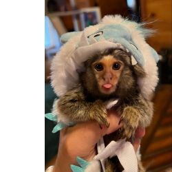 Sagui de tufo branco