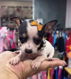 Pinscher 0-aqui Voc Pode Realizar Seu Sonho Em At 12x No Carto De Crdito