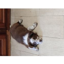 Border collie puros