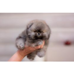 Spitz Alemo Ano ou Lulu da Pomernia   FEMEA   com LOP e AFIXO