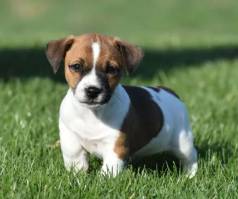Jack Russell: Energia Em Miniatura E Esp�rito Aventureiro