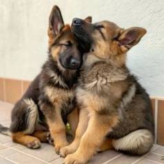 Pastor Alem�o Amor Peludo No Quintal De Casa