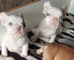 Filhotes De Bulldog Franc�s Ex�ticos - Olhos Azuis