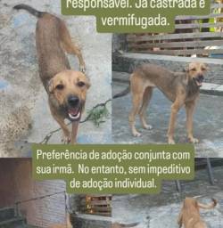 Cachorrinha Caramelo Ado��o