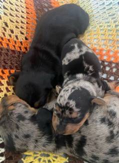 Filhotes De Dachshund Dispon�veis!