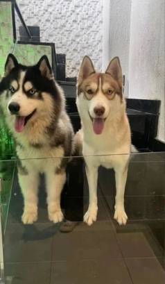 Filhotes De Husky Siberiano Venda