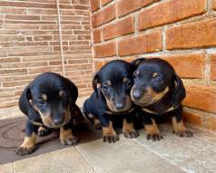 Filhotes De Dachshund � Venda -esses Pequenos S�o A Escolha Perfil!