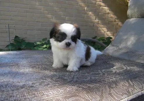 Cachorros Shih Tzu disponveis