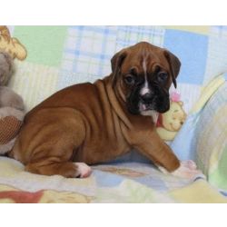 Cachorros Boxer