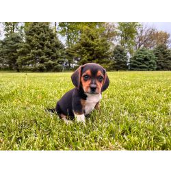 Beagle Tricolor