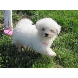 Cachorros Bichon Fris