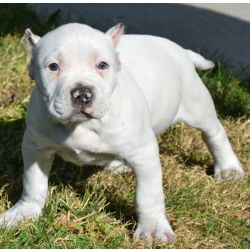 Cachorros Pit Bull Terrier totalmente vacinados