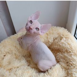 Gatinhos Sphynx ambos muito fofinhos