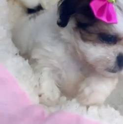 Filhote Shih Tzu Fmea Com Pedigree