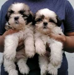 Lhasa Apso Femeas Pronta Entrega