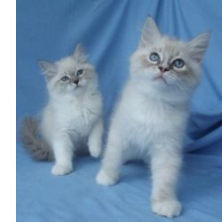 Gatinhos Himalaios prontos para adoo