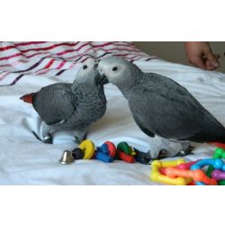 Papagaios cinzentos africanos falantes e mansos