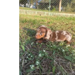 TECKELS COM QUALIDADE VETERINRIA DE CRIAO CES LINDOS