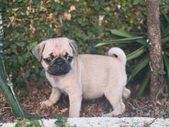 Pug F�mea