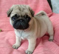 Pug Belos Beb�s