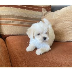 Bichon maltes