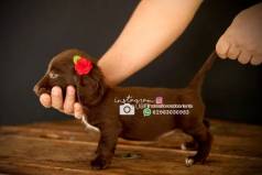 Teckel Dachshund Insta Gram @filhotesfloresdooriente