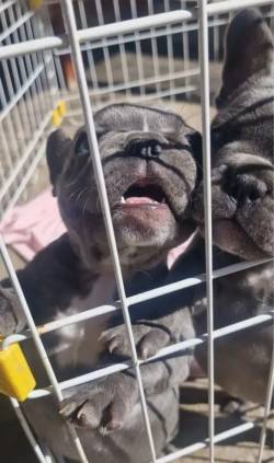 Bulldog Franc�s F�meas.