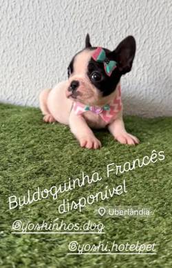 Buldogue Francs Filhotes Femea E Macho Disponivel