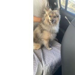 Sptiz alem�o  procura namorada