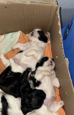 Filhote De Shitszu Venda