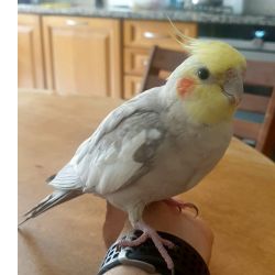 DESAPARECEU CATURRA VICKY    LINDA-A-VELHA