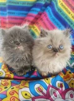 Persa- Branco,cinza,himalaia E Tricolor