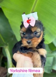 Filhote De Yorkshire F�mea- Beb� Vacinada?