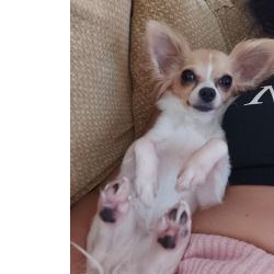 Chihuahua femea pelo comprido  procura namorado